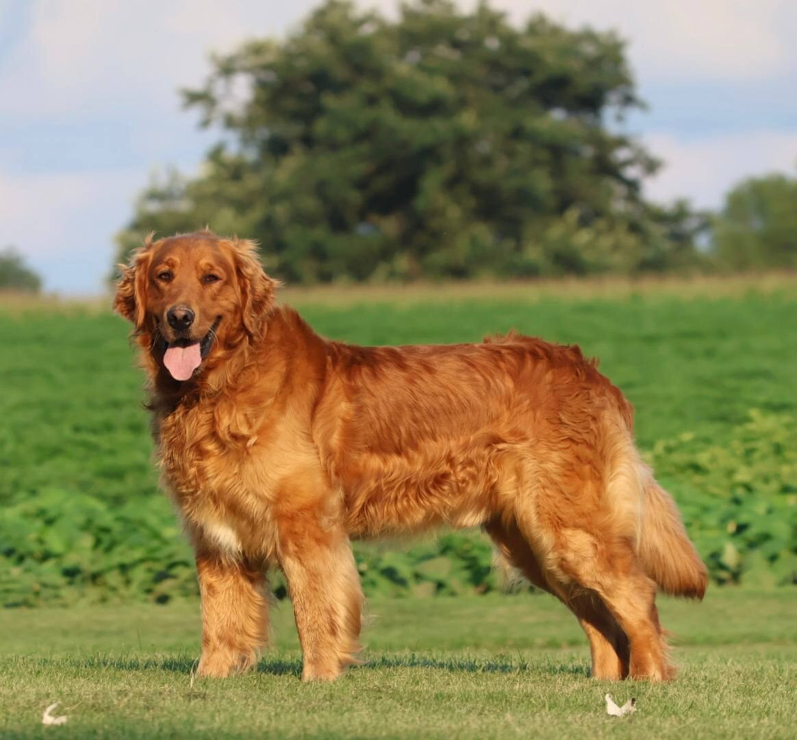 Oscar