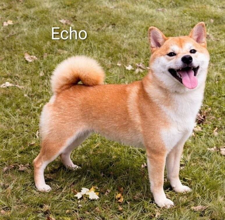 Echo