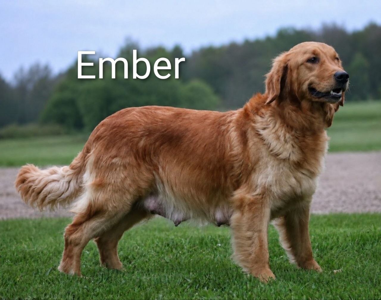 Ember