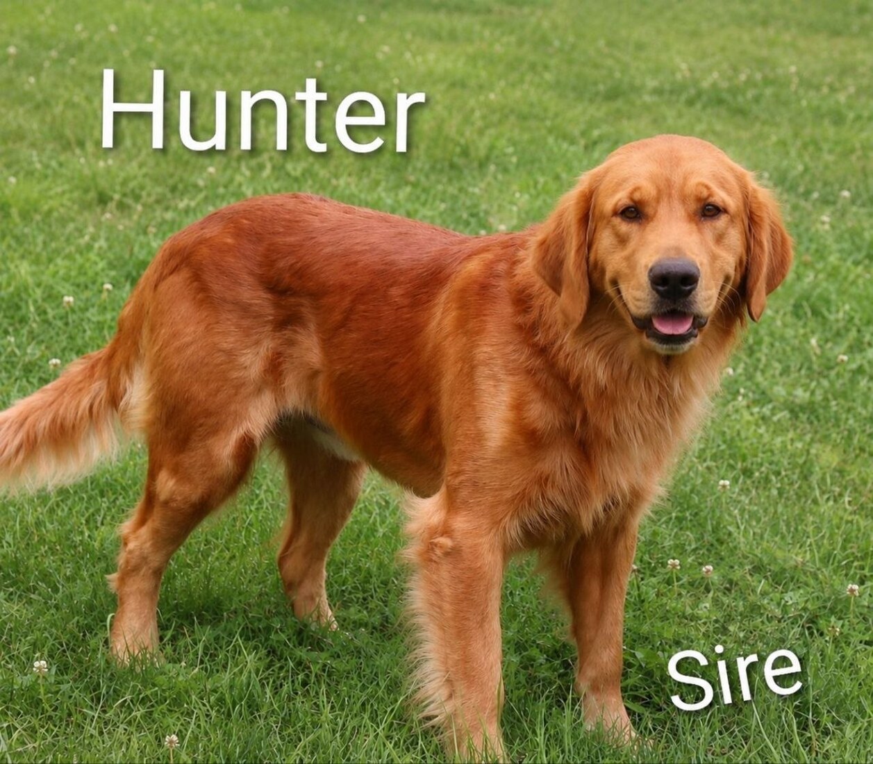 Hunter