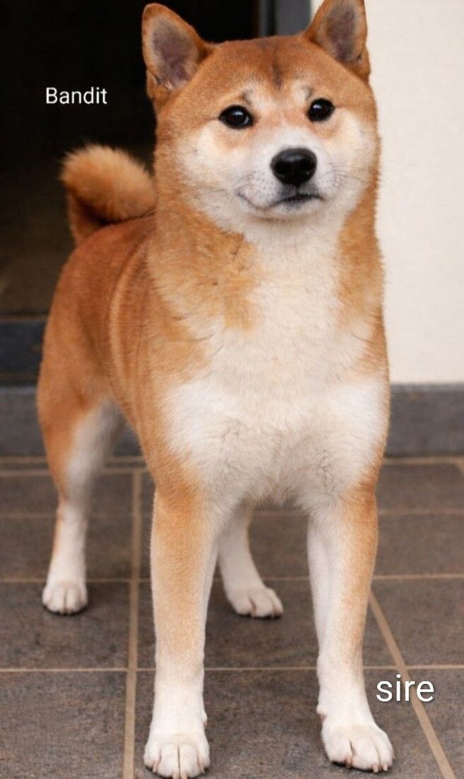 Bandit