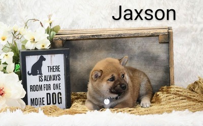 Jaxson