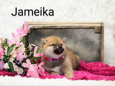 Jameika