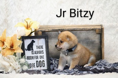 Jr Bitzy