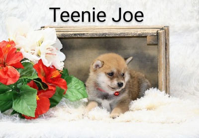 Teenie Joe