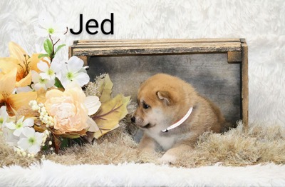 Jed