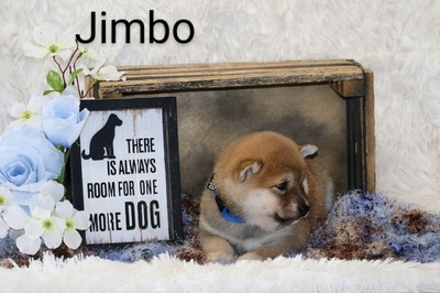 Jimbo