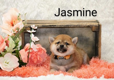 Jasmine