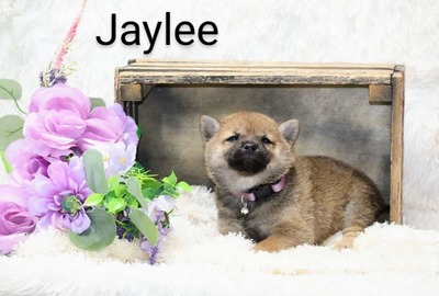 Jaylee