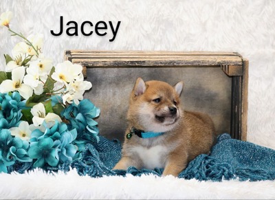 Jacey