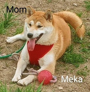 Meka