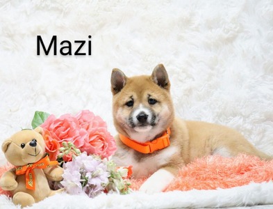 Mazi