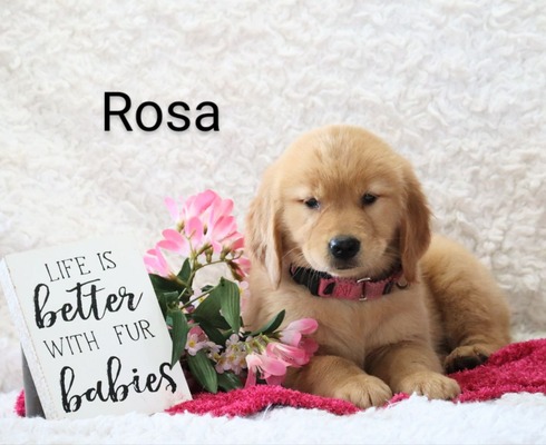 Rosa