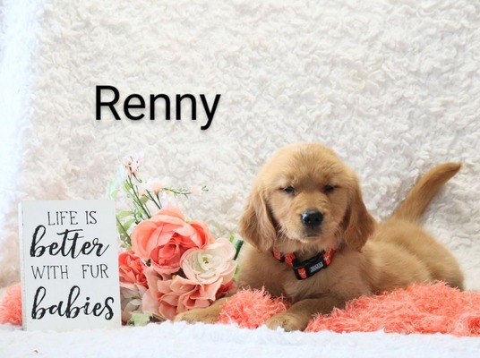 Renny