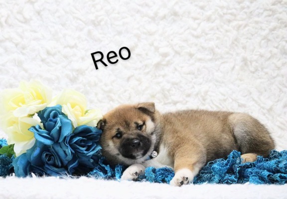 Reo
