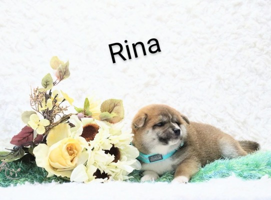 Rina