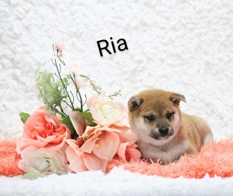 Ria