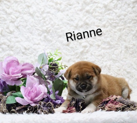 Rianne