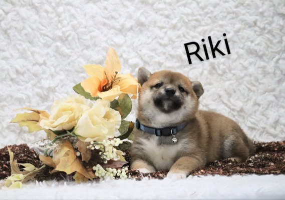 Riki