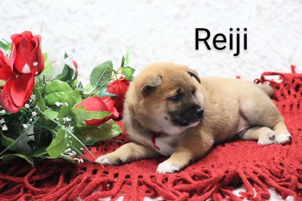 Reiji