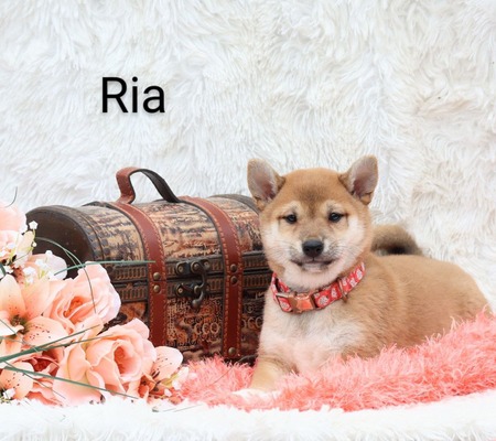 Ria