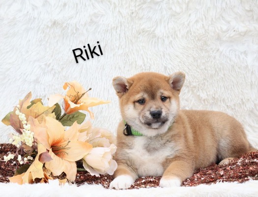 Riki