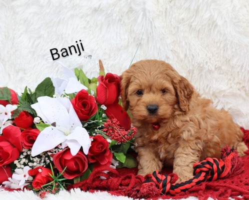 Banji