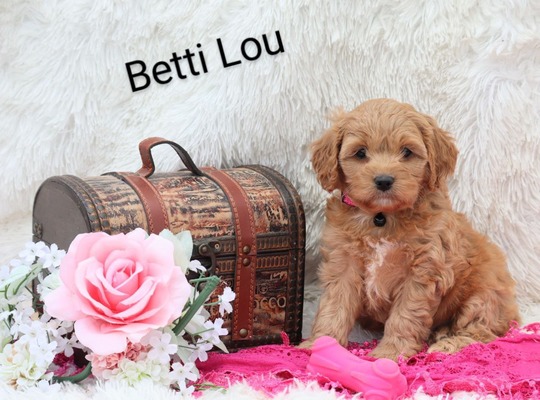 Betti lou