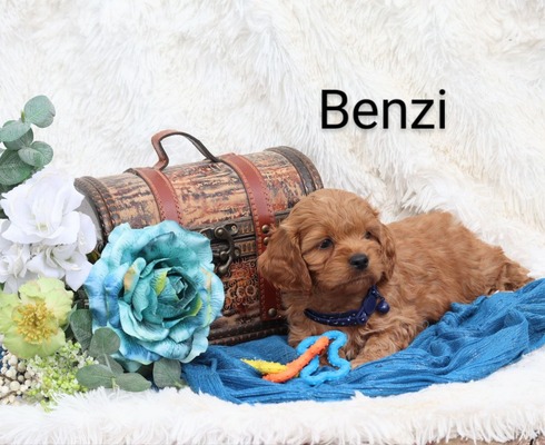 Benzi