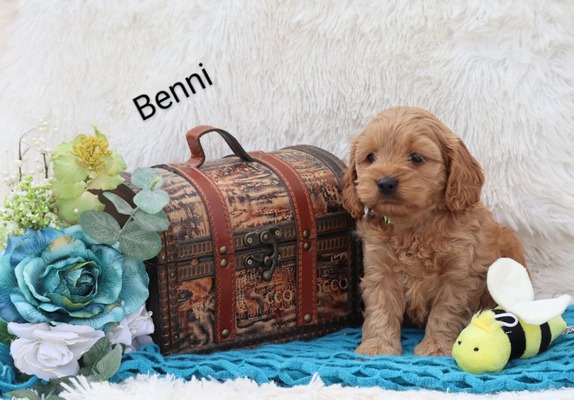 Benni