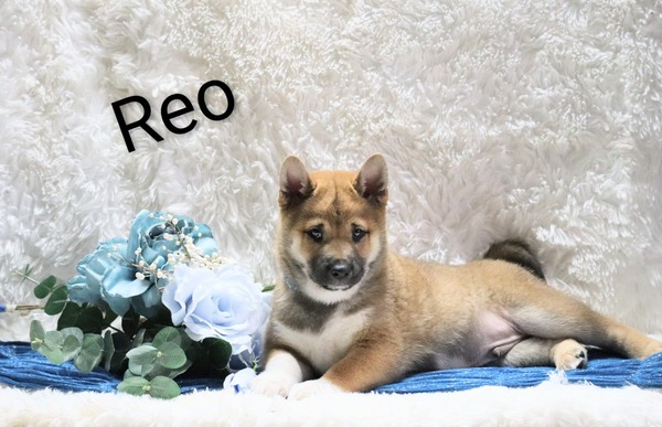 Reo
