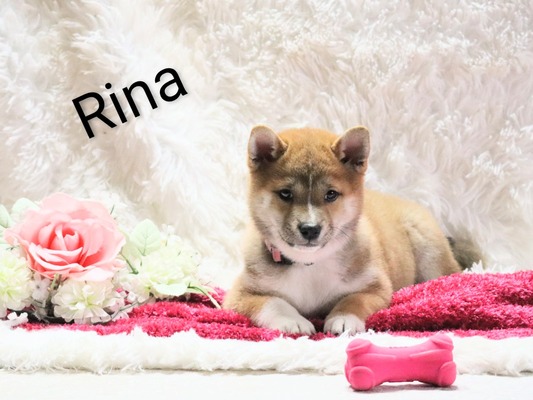 Rina