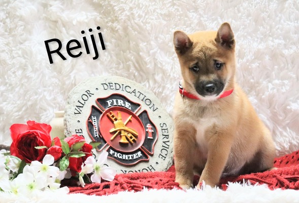 Reiji