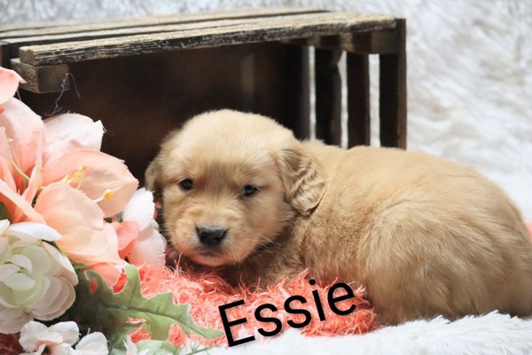 Essie