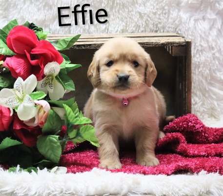 Effie