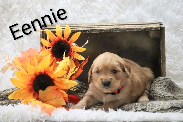 Eennie