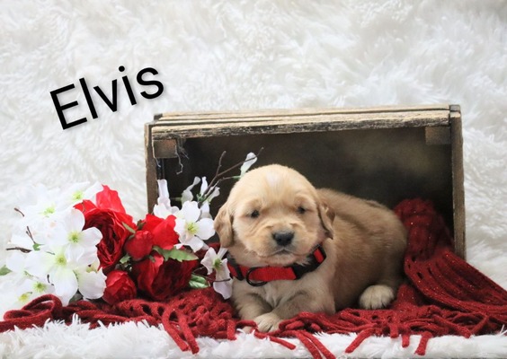 Elvis