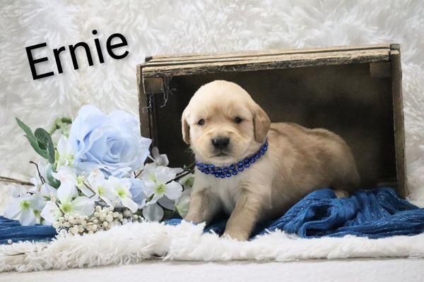 Ernie