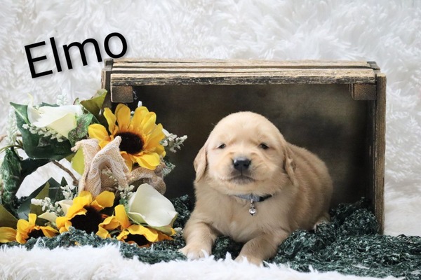 Elmo