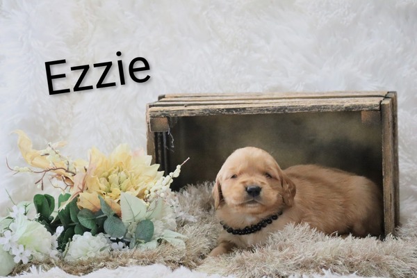 Ezzie