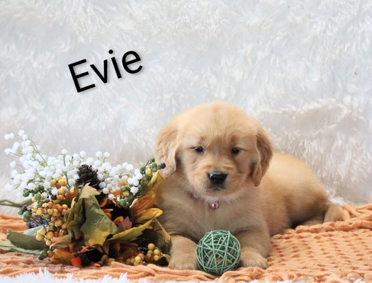 Evie