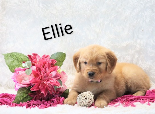 Ellie