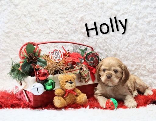Holly