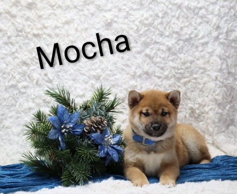 Mocha