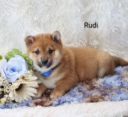 Rudi