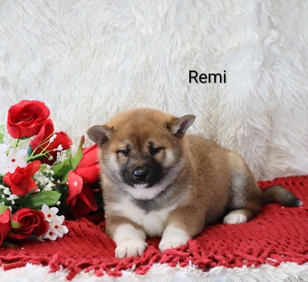 Remi