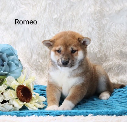 Romeo