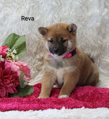 Reva