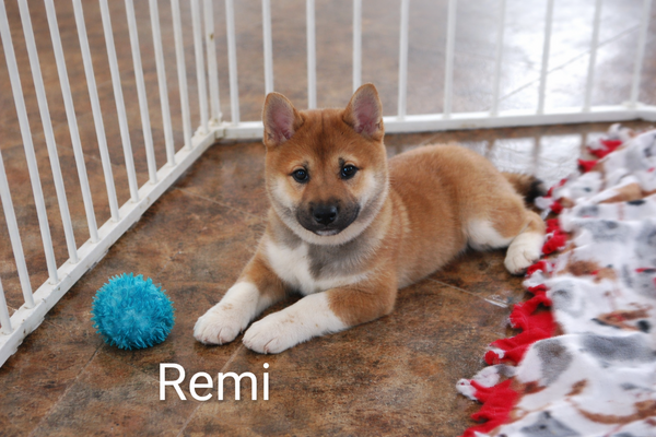 Remi