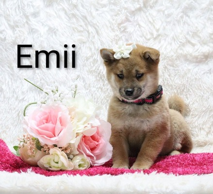 Emii